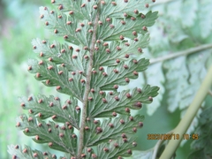 Microlepia speluncae