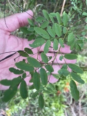 Indigofera australis