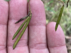 Indigofera australis