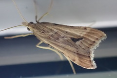 Diasemia monostigma