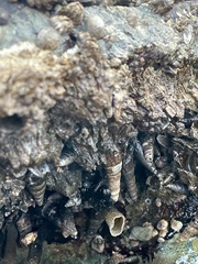 Batillaria attramentaria