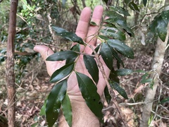 Diospyros pentamera