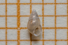 Crisilla semistriata