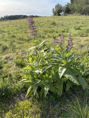Salvia spathacea