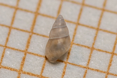 Crisilla semistriata