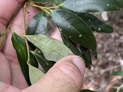 Diospyros pentamera
