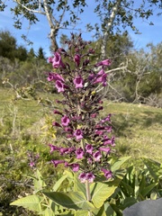 Salvia spathacea