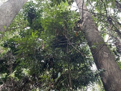 Diospyros pentamera