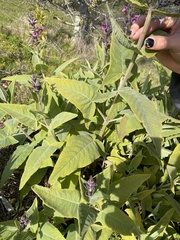 Salvia spathacea