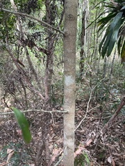 Diospyros pentamera