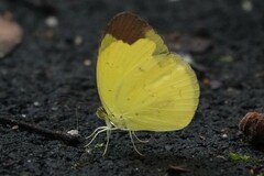 Eurema sari