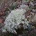 Reindeer Lichen - Photo (c) Johannes Merz, some rights reserved (CC BY-NC-ND), uploaded by Johannes Merz
