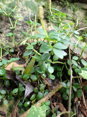 Peperomia retusa