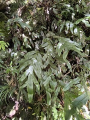 Blechnum colensoi