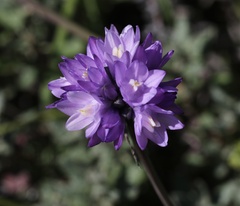 Dipterostemon capitatus