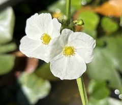 Echinodorus grisebachii
