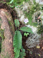 Streptocarpus rexii