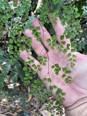 Adiantum aethiopicum