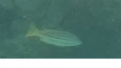 Lutjanus carponotatus