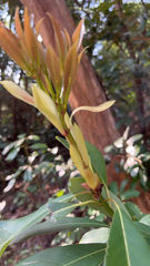 Machilus thunbergii