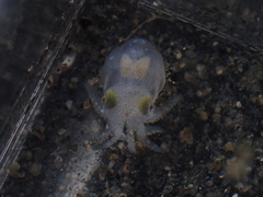 Rossia pacifica