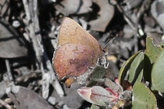 Callophrys augustinus