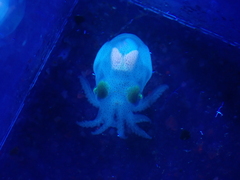 Rossia pacifica