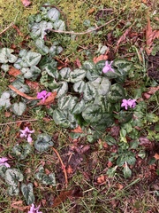 Cyclamen coum