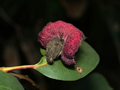 Apiomorpha thorntoni