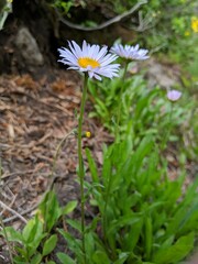 Erigeron glacialis glacialis