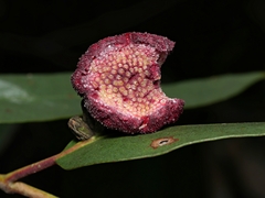 Apiomorpha thorntoni