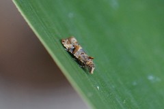 Lobesia botrana