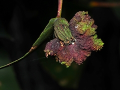 Apiomorpha thorntoni