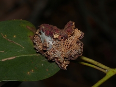 Apiomorpha thorntoni