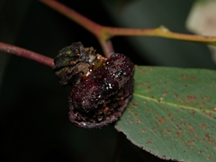 Apiomorpha thorntoni