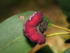 Apiomorpha thorntoni