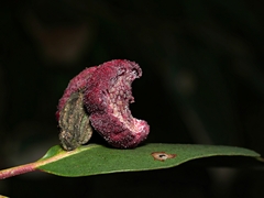 Apiomorpha thorntoni