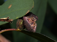 Apiomorpha thorntoni