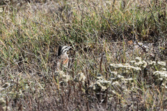 Emberiza capensis
