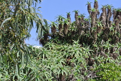 Aloe arborescens