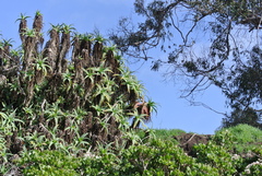 Aloe arborescens