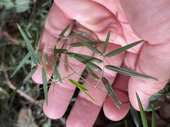 Geitonoplesium cymosum