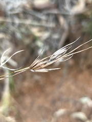 Themeda