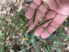 Geitonoplesium cymosum