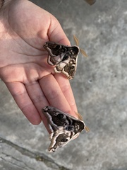 Saturnia pyretorum