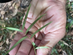 Geitonoplesium cymosum