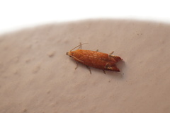 Lathronympha strigana