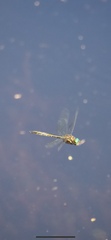 Hemicordulia