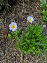 Erigeron glacialis glacialis