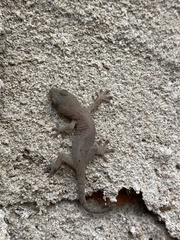 Gekko japonicus